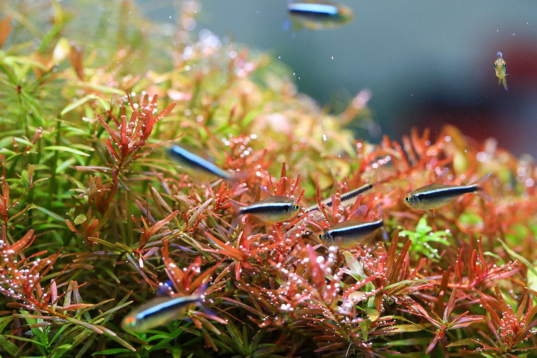Aquarium Light product image 10