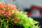Aquarium Light product image 11