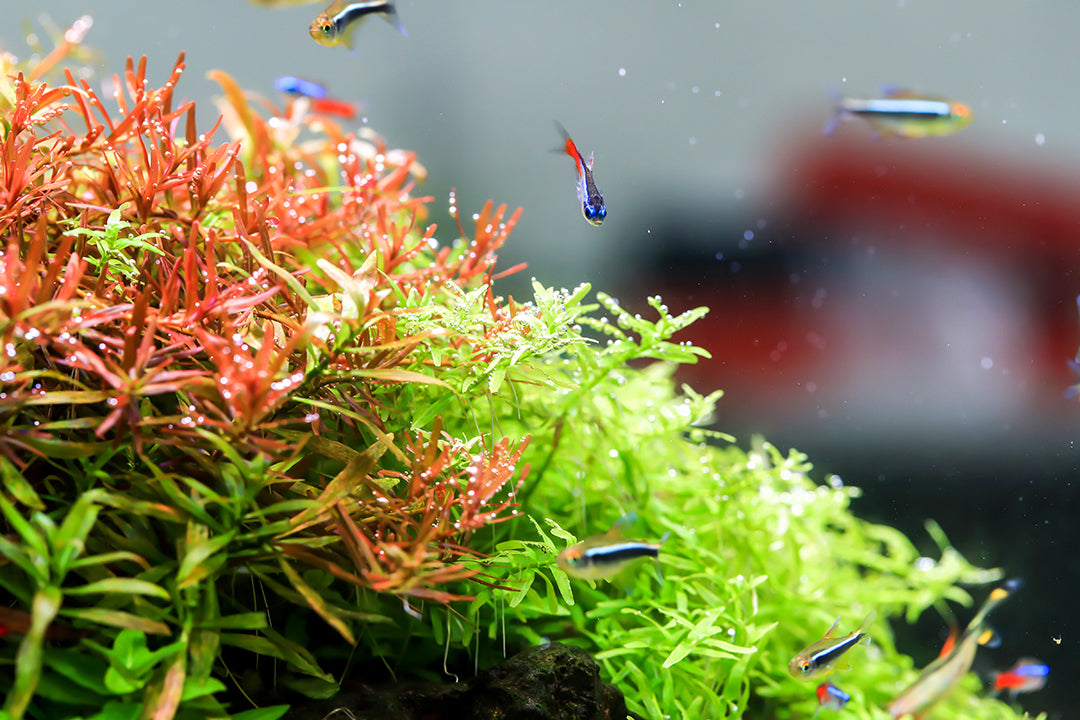 Aquarium Light product image 11