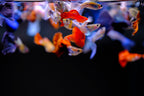 Aquarium Light product image 15