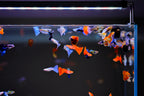 Aquarium Light product image 16