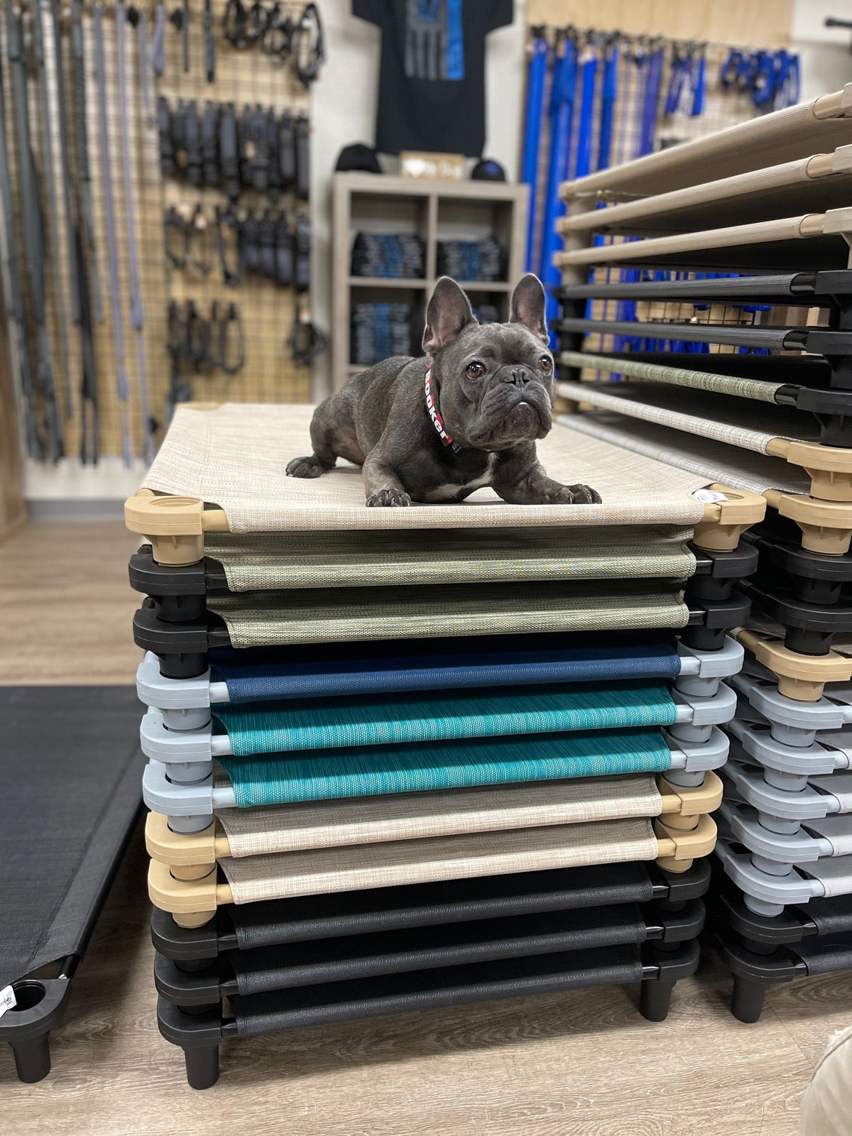 Dog Cot product image 1