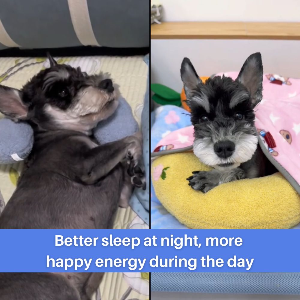Dog Pillow product image 3