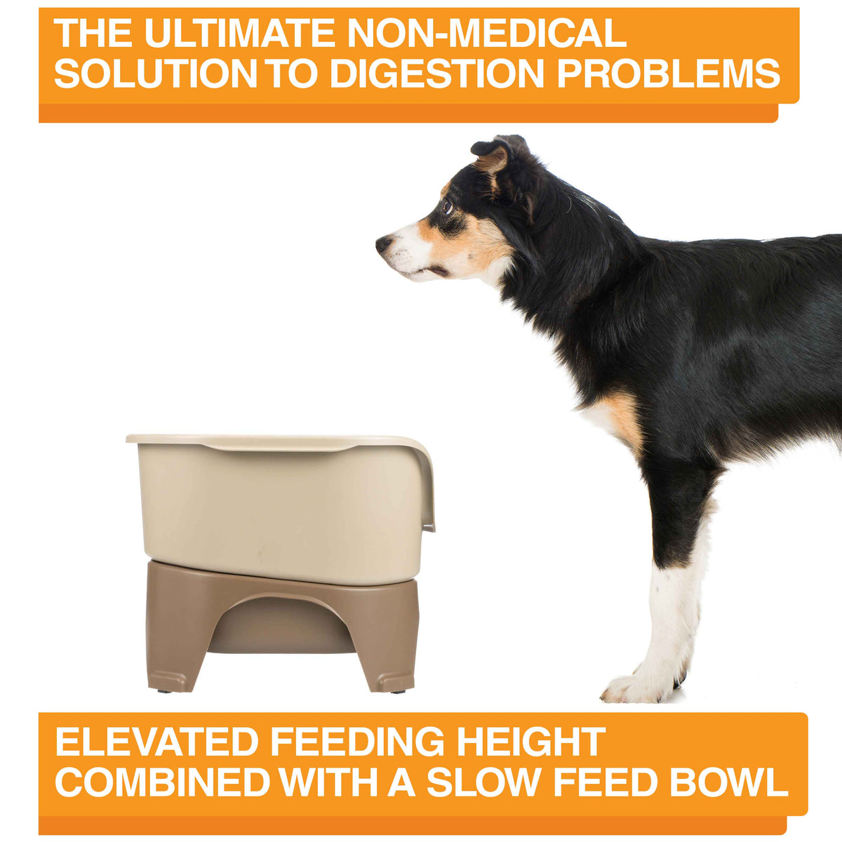 Elevated Slow Feeder product image 13