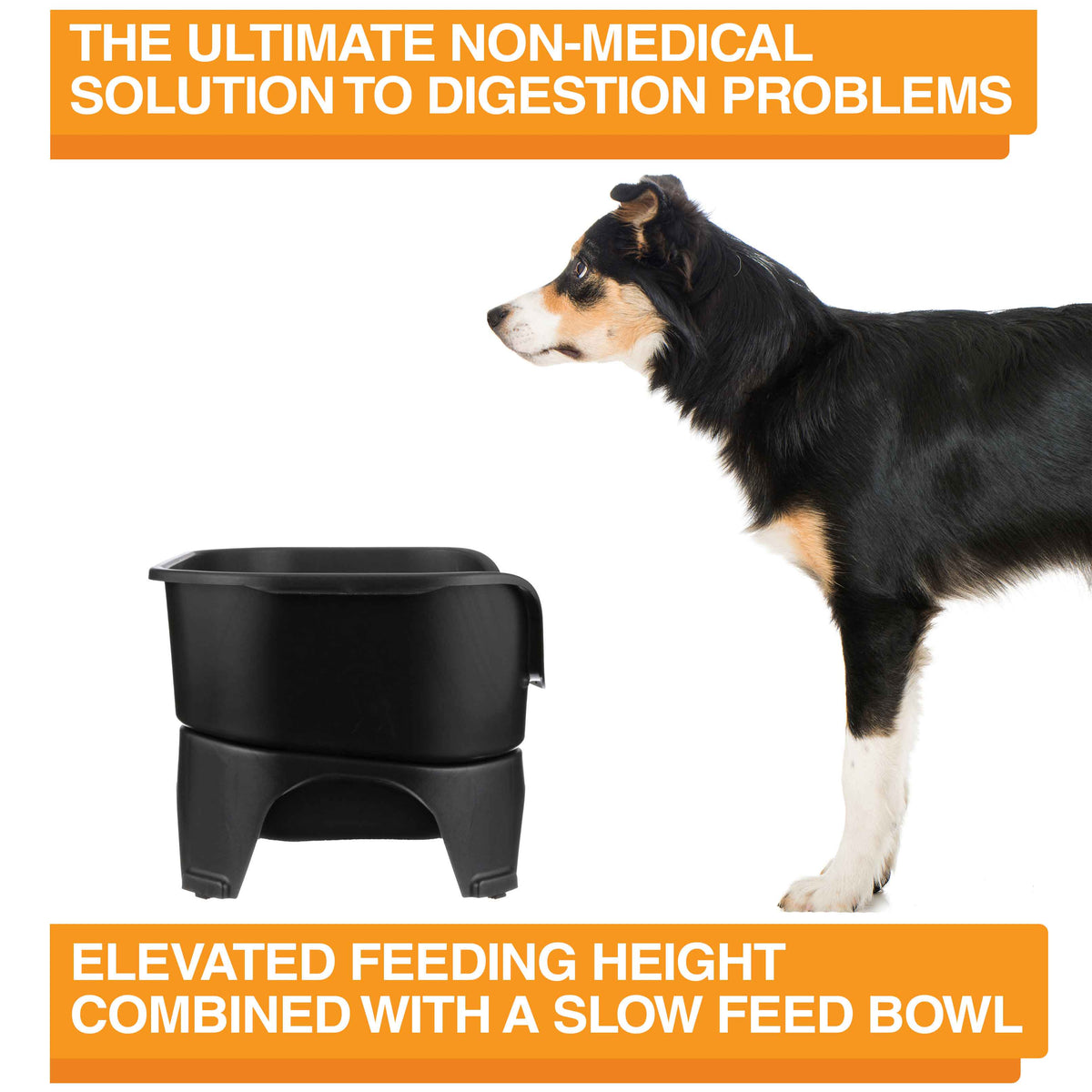 Elevated Slow Feeder product image 27