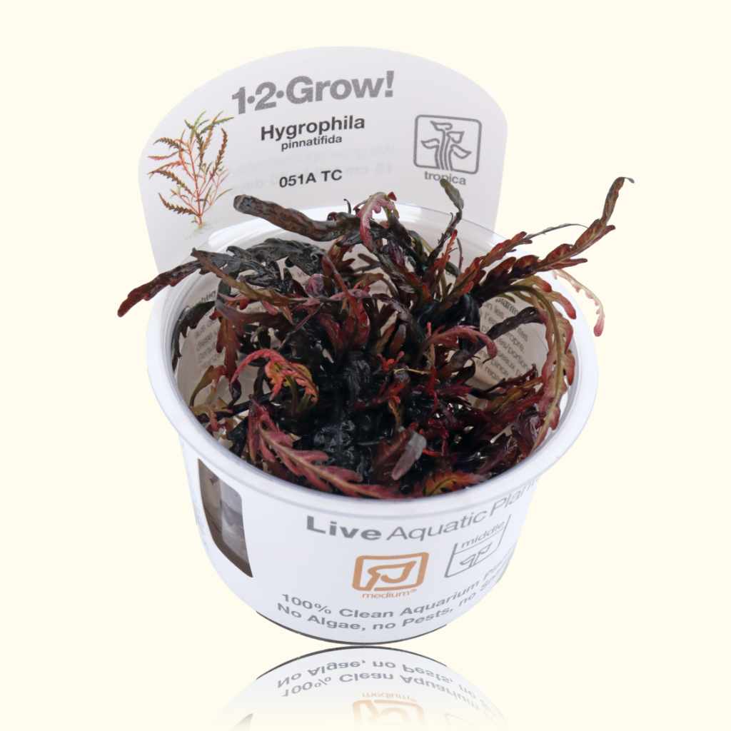 Aquarium Plant product image 1