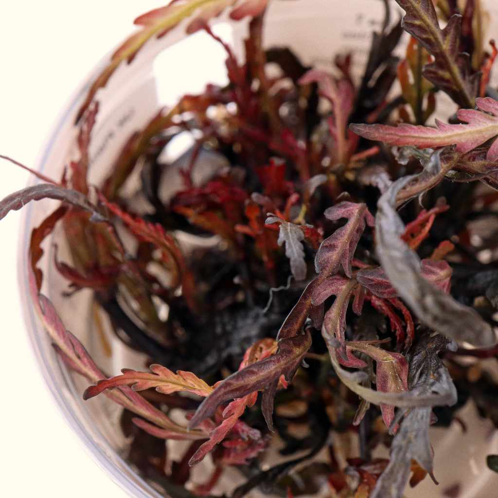 Aquarium Plant product image 2