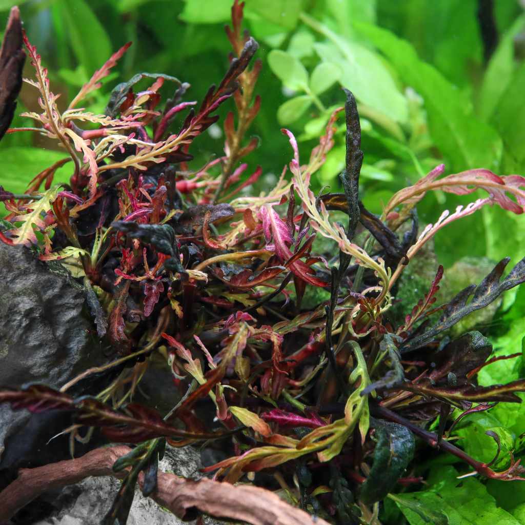 Aquarium Plant product image 4