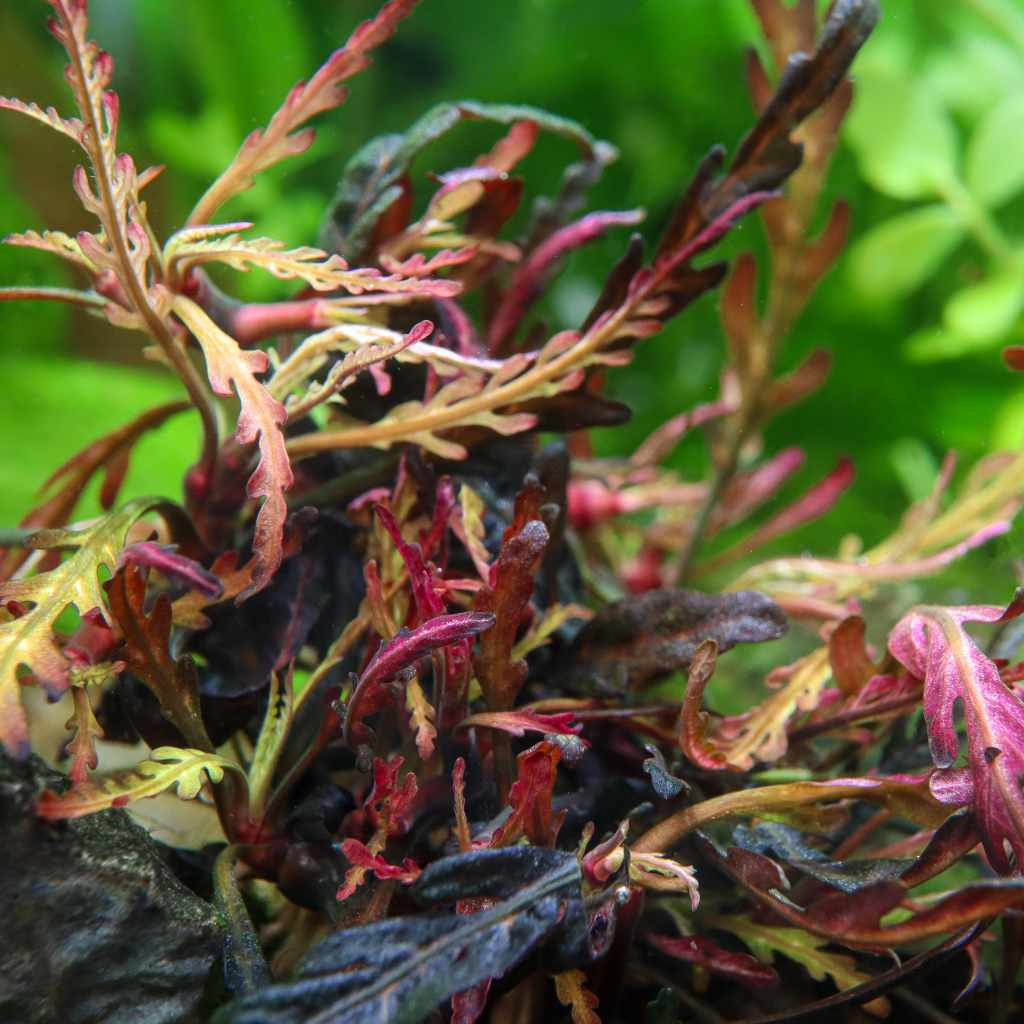 Aquarium Plant product image 5