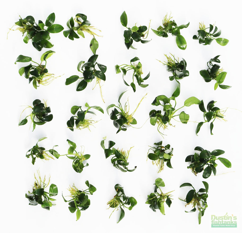 Live Anubias Nana Petite Aquarium Plant product image 47