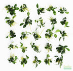 Live Anubias Nana Petite Aquarium Plant product image 47