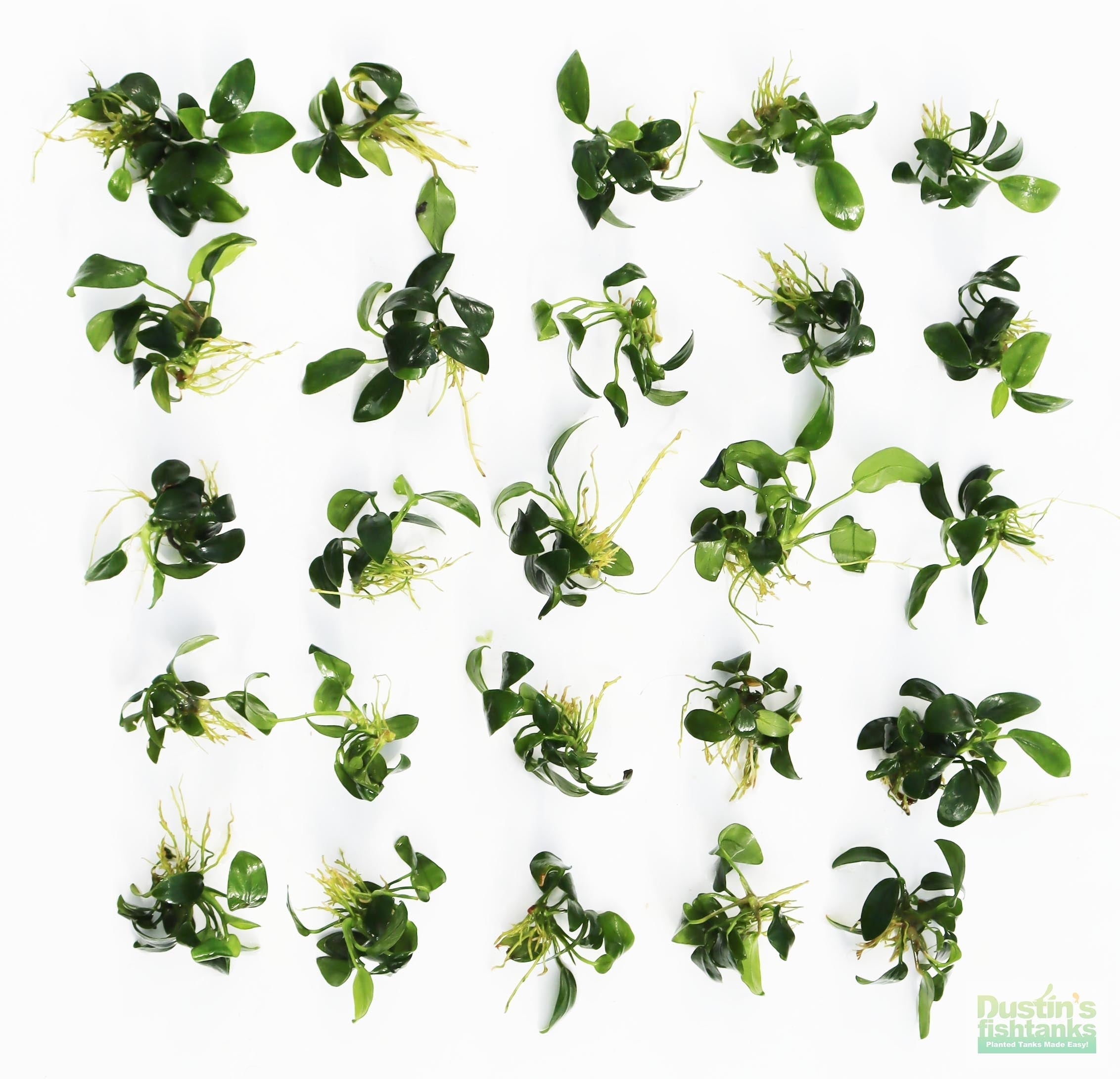 Live Anubias Nana Petite Aquarium Plant product image 47