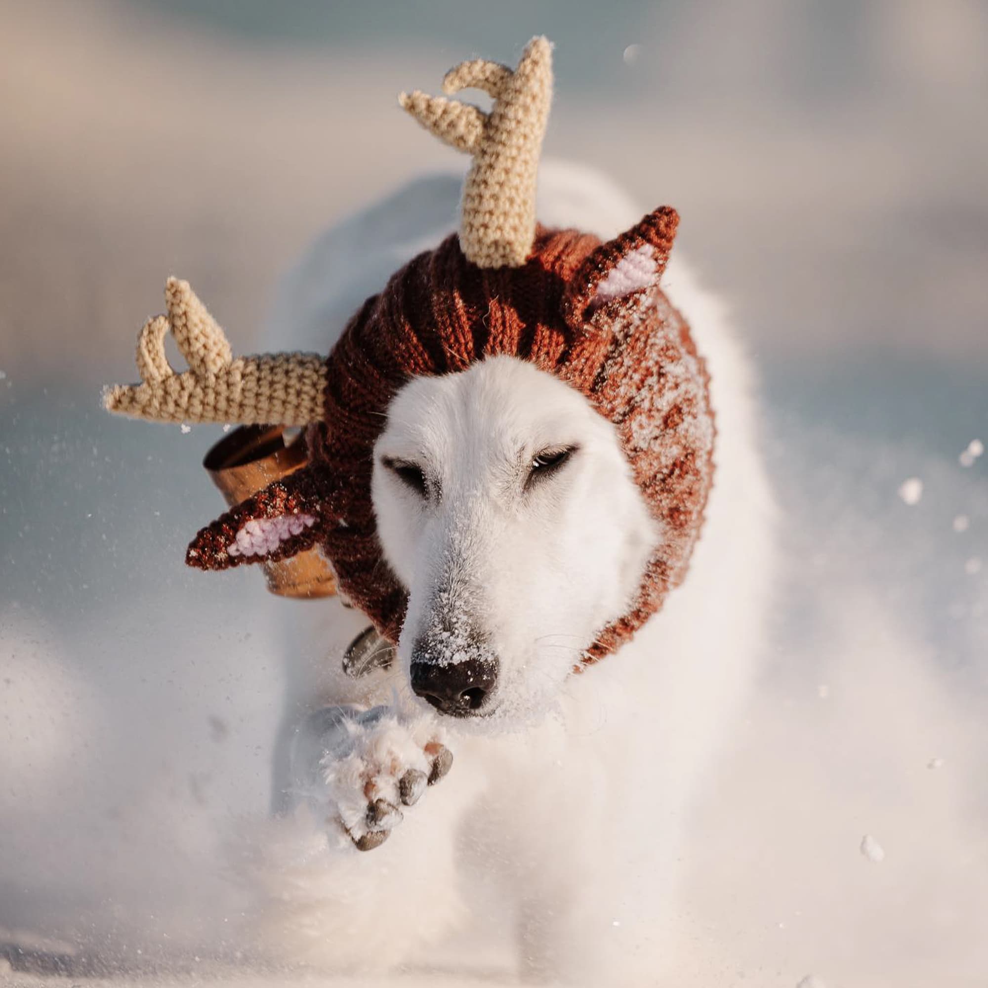 Dog wearing Reindeer dog snood