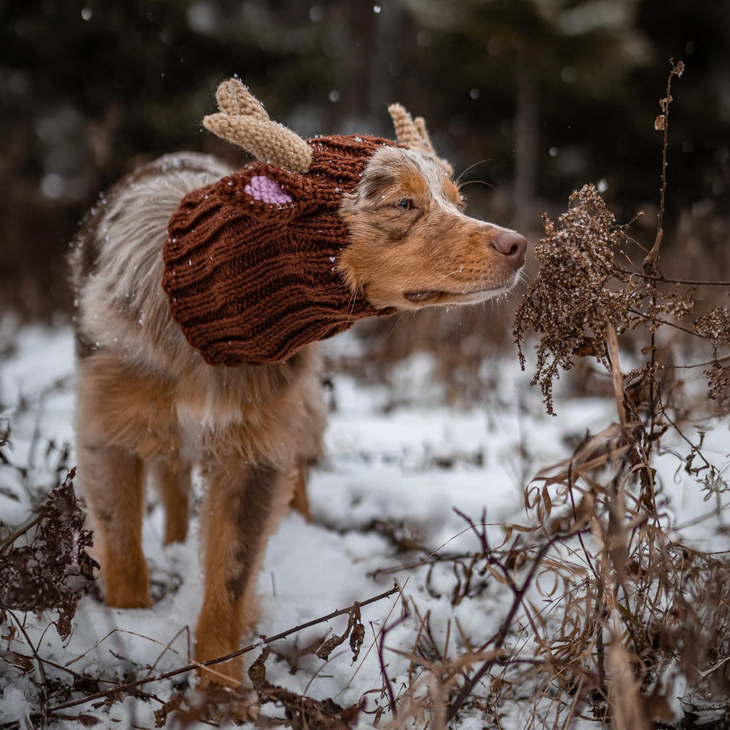 Dog wearing Reindeer dog snood