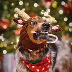 Dog wearing Reindeer dog snood