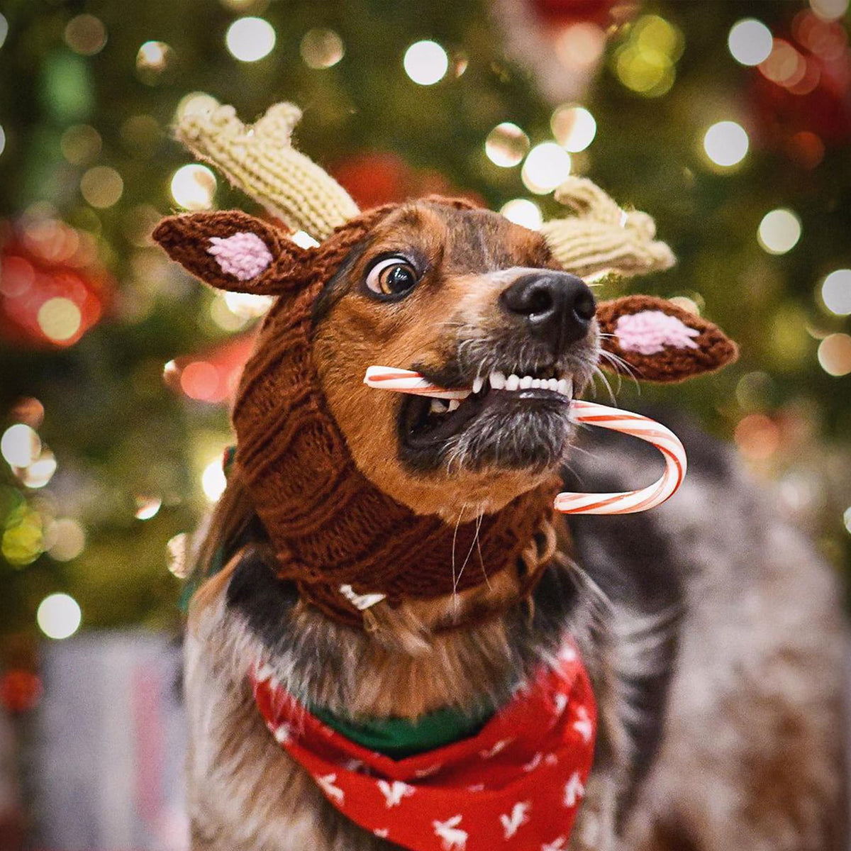 Dog wearing Reindeer dog snood