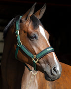 Horse Halter product image 11