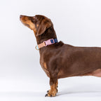 Martingale Collar product image 6