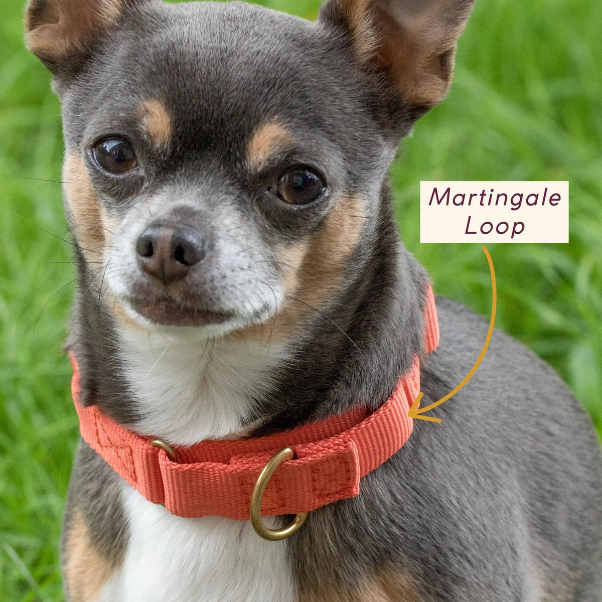 Martingale Collar product image 7