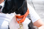 Martingale Collar product image 11