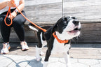 Martingale Collar product image 12