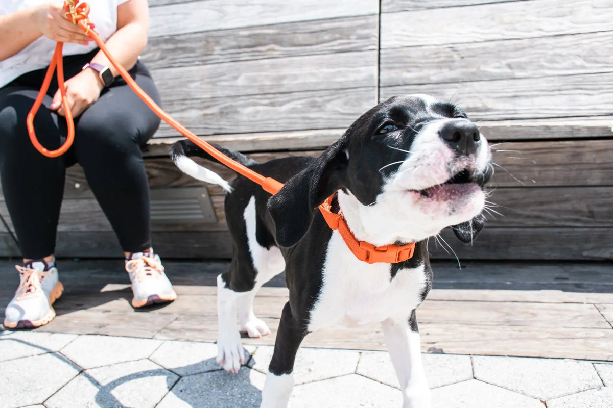 Martingale Collar product image 12