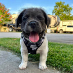 No Pull Dog Harness product image 6
