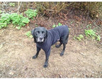 Dog Fleece Jumper product image 4