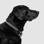 Dog Slip Collar product image 2