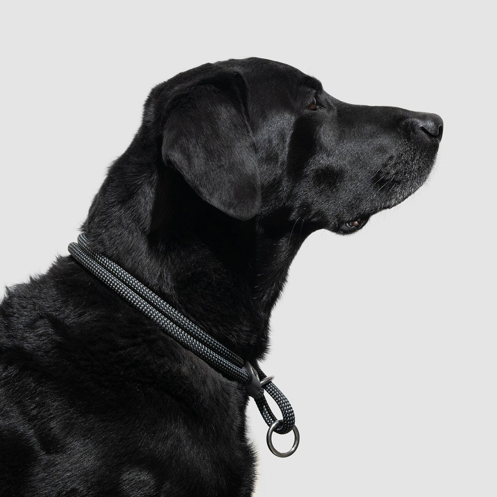 Dog Slip Collar product image 4