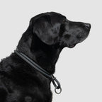 Dog Slip Collar product image 4
