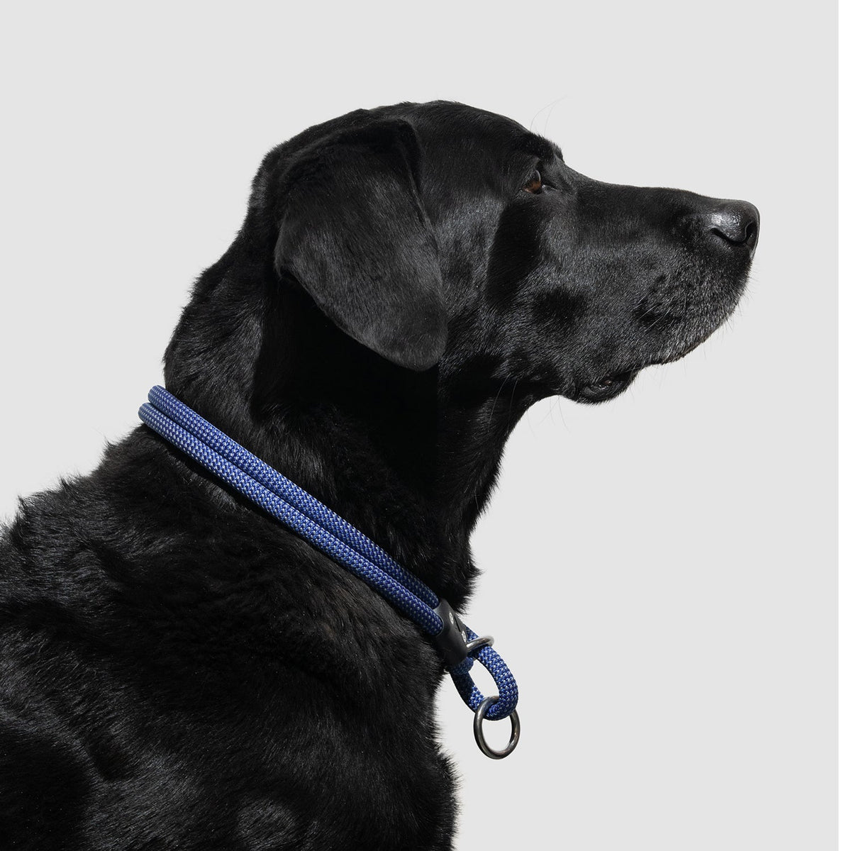 Dog Slip Collar product image 6