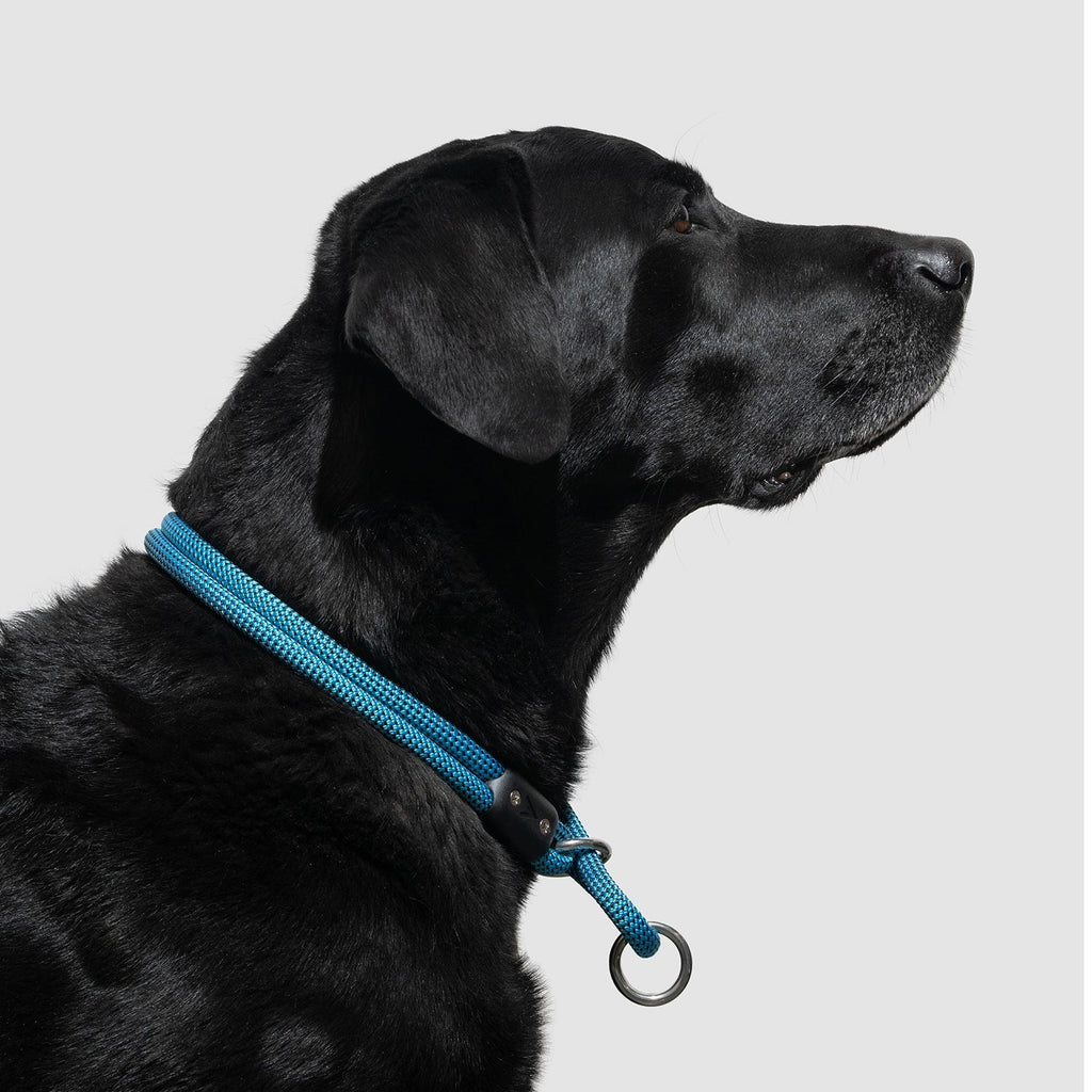 Dog Slip Collar product image 8