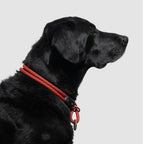 Dog Slip Collar product image 10
