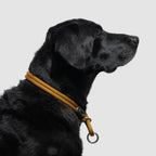 Dog Slip Collar product image 12