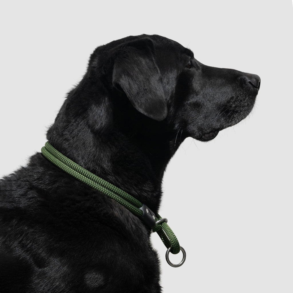 Dog Slip Collar product image 14