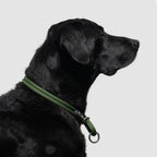 Dog Slip Collar product image 14