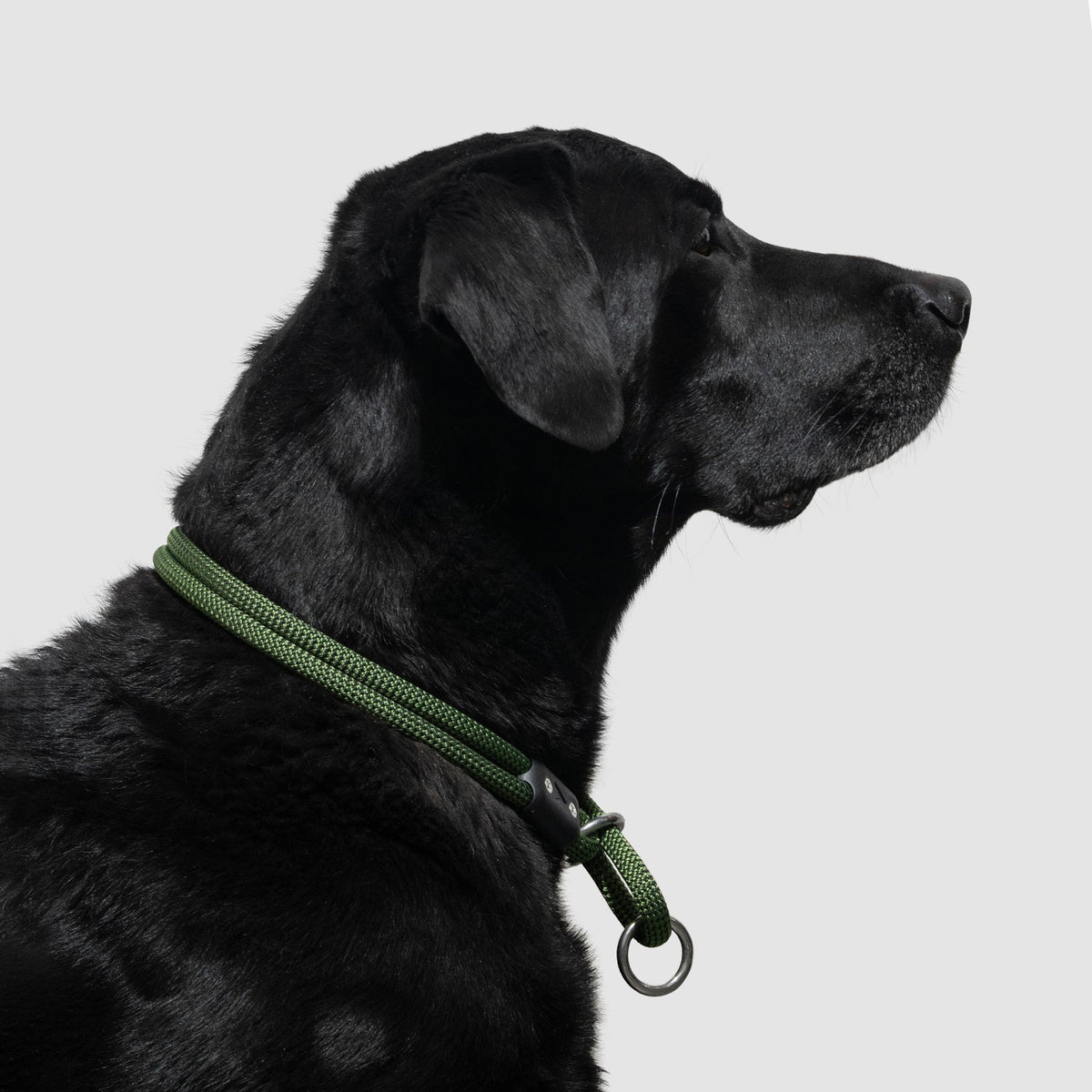 Dog Slip Collar product image 14