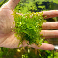 Aquatic Moss product image 1