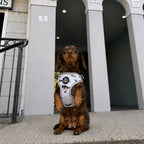 Dachshund Harness product image 5