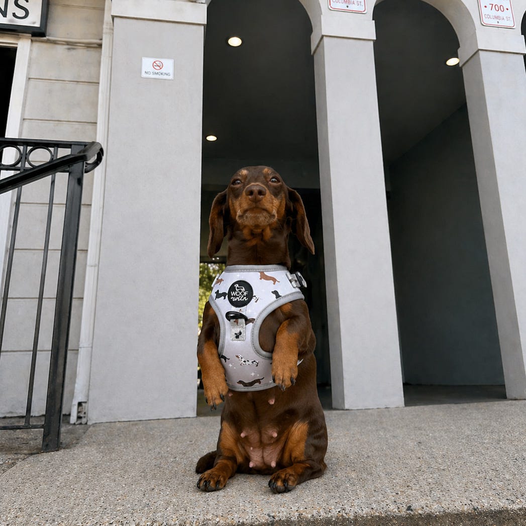 Dachshund Harness product image 5