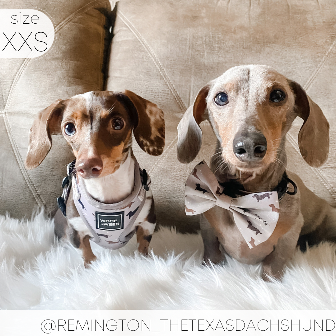 Dachshund Harness product image 6