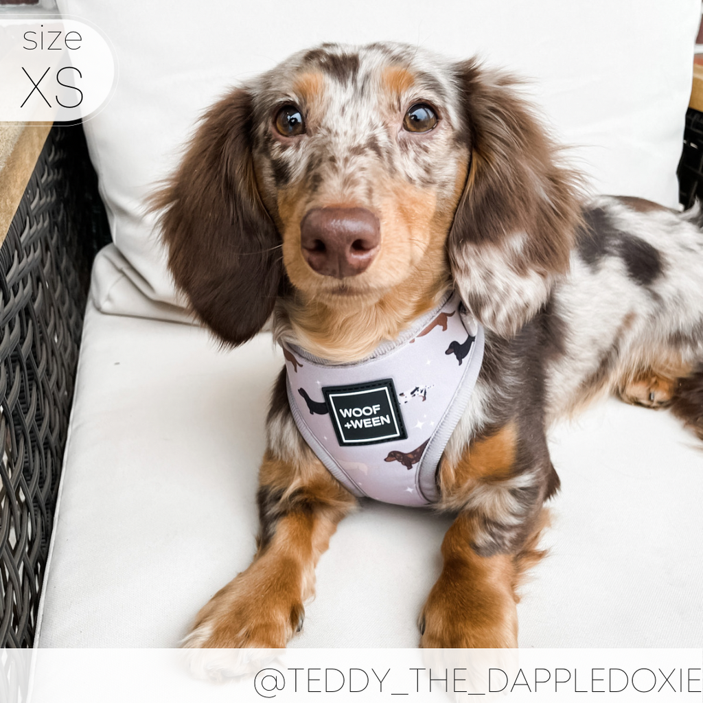 Dachshund Harness product image 9