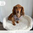 Dachshund Harness product image 11