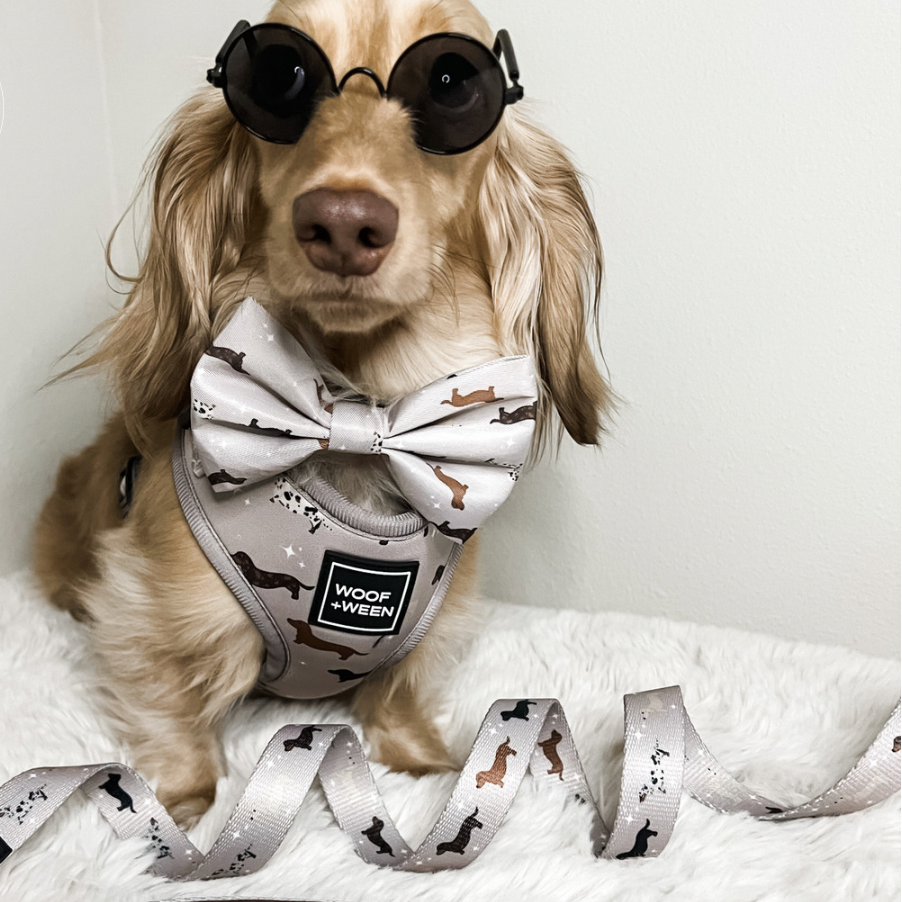 Dachshund Harness product image 12