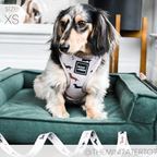 Dachshund Harness product image 13