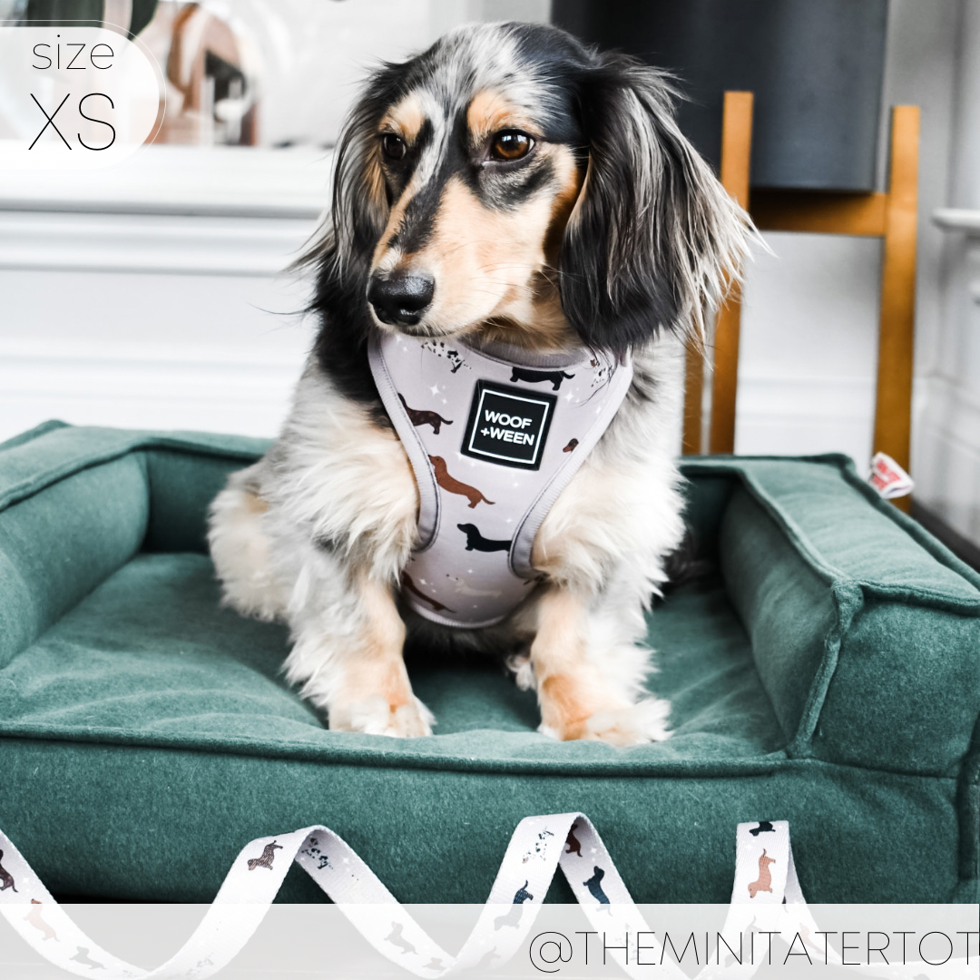 Dachshund Harness product image 13