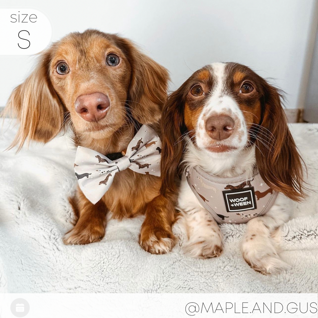 Dachshund Harness product image 14