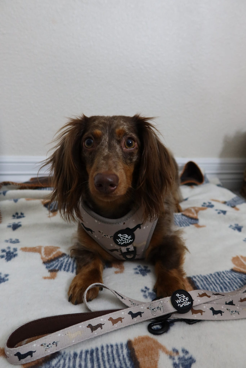 Dachshund Harness product image 15