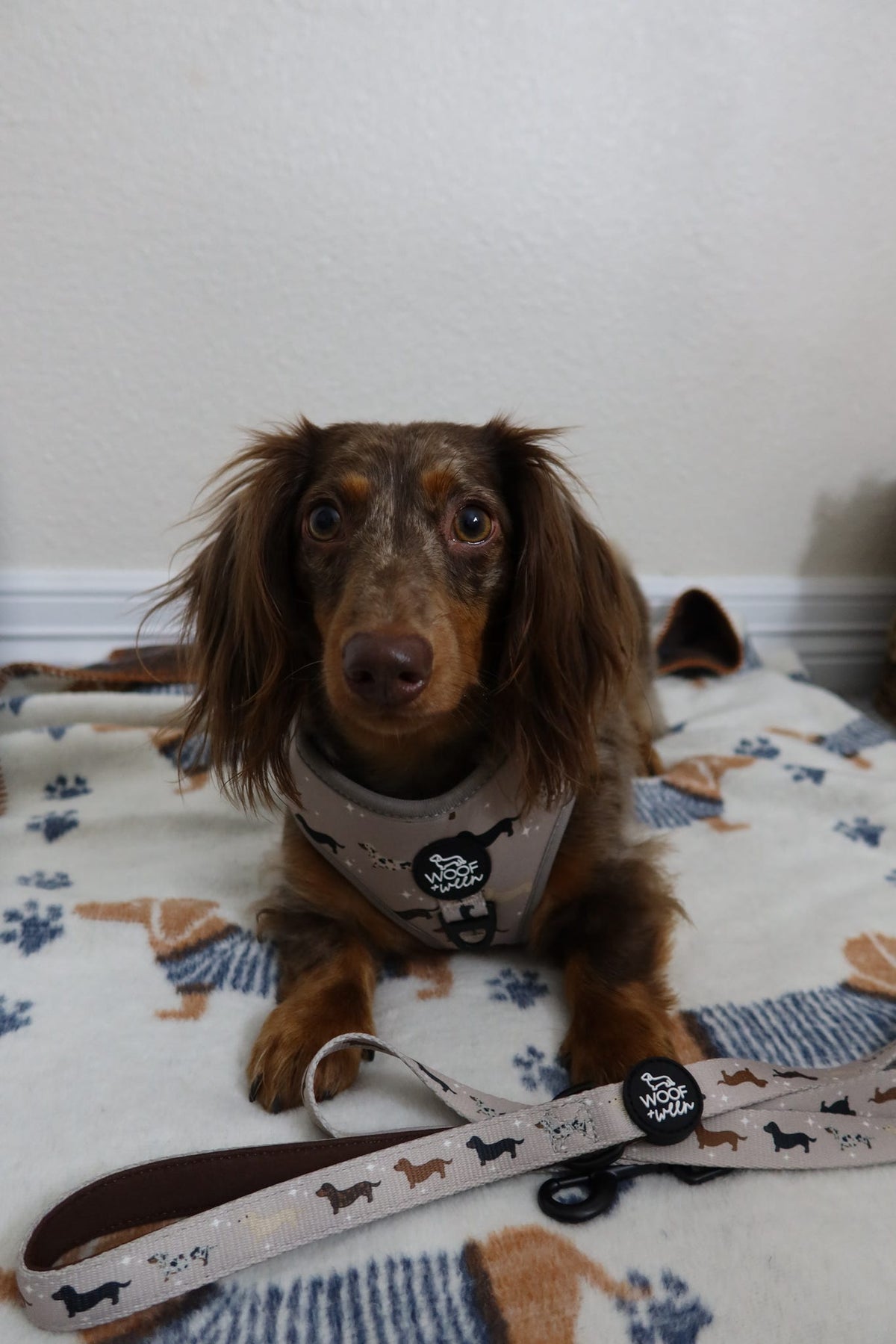 Dachshund Harness product image 15